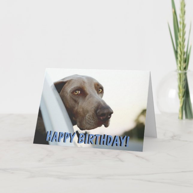 Weimaraner dog birthday card (Front)