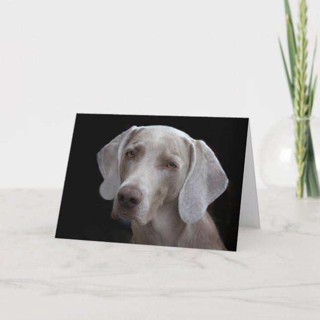Weimaraner Dog Blank Card  (Front)