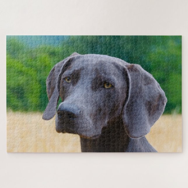 Weimaraner Dog Jigsaws. Jigsaw Puzzle (Horizontal)