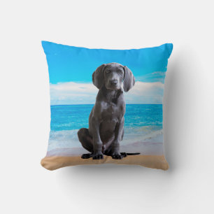 Weimaraner Dog Sitting On Beach Cushion
