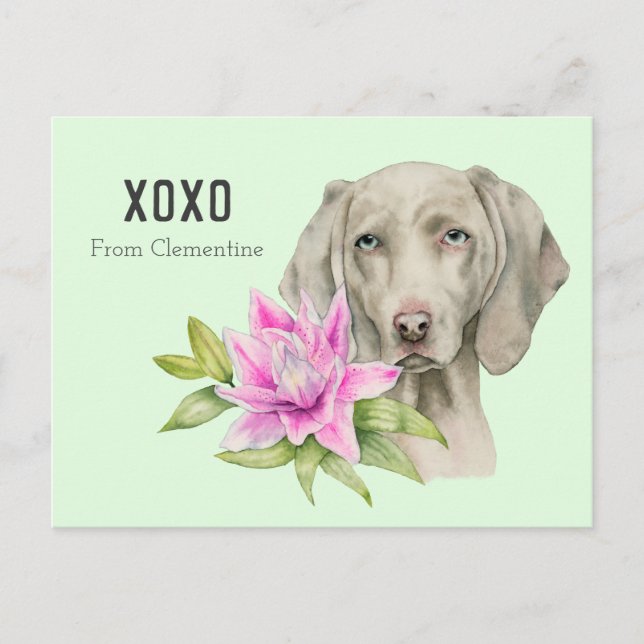 Weimaraner Dog XOXO | Valentine's Holiday Postcard (Front)