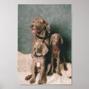 WEIMARANER FAMILY POSTER