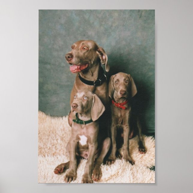 WEIMARANER FAMILY POSTER (Front)
