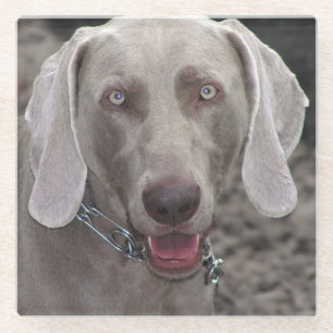 Weimaraner Glass Coaster