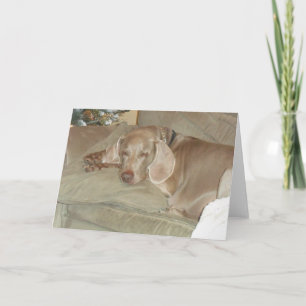 Weimaraner Greeting Card