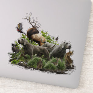 Weimaraner, "Grey Ghost" 