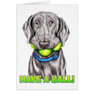 Weimaraner Have a Ball