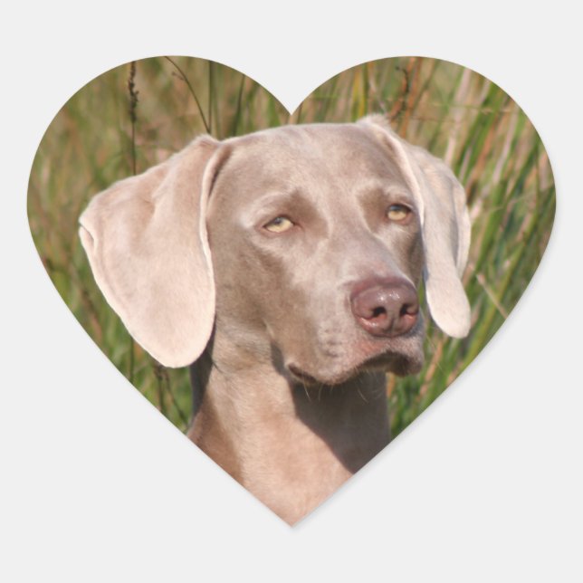 weimaraner heart sticker (Front)