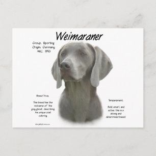 Weimaraner History Design Postcard