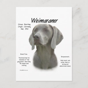 Weimaraner History Design Postcard