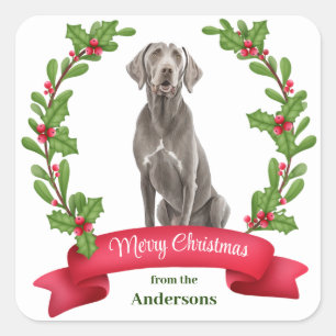 Weimaraner Holly Banner Christmas Square Sticker