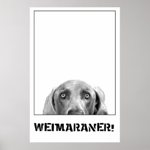 Weimaraner In A Box Poster
