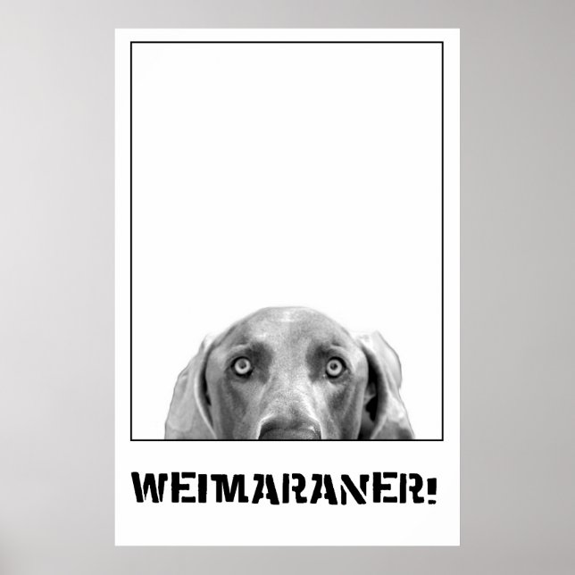 Weimaraner In A Box Poster (Front)