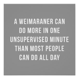 Weimaraner In A Minute Perfect Poster