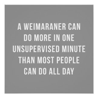 Weimaraner In A Minute Perfect Poster