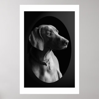 Weimaraner In The Morning Light (Black & White) Poster