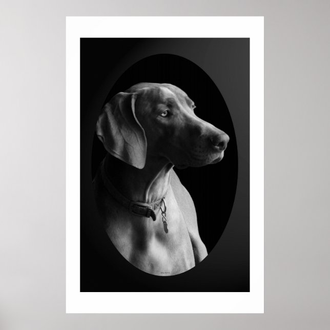 Weimaraner In The Morning Light (Black & White) Poster (Front)