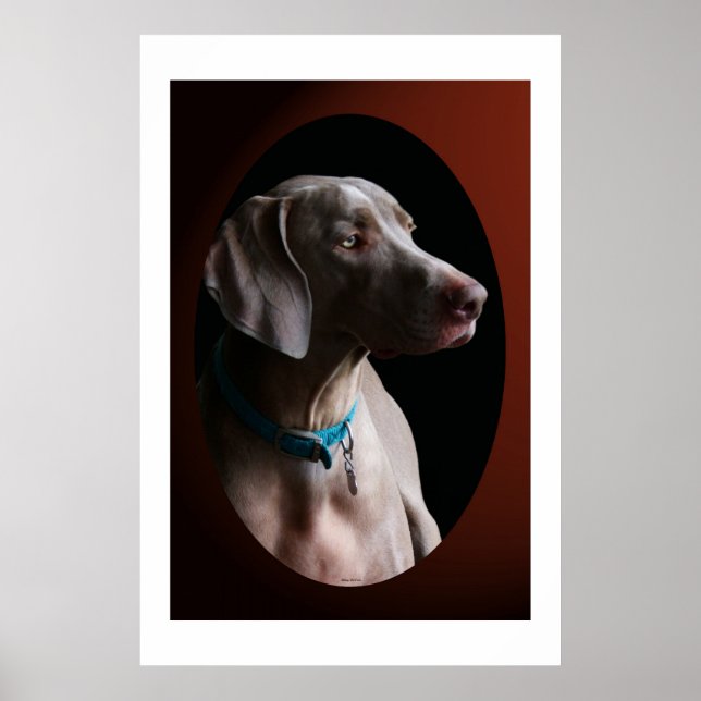 Weimaraner In The Morning Light Poster (Front)