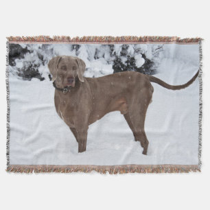 Weimaraner In Winter Throw Blanket
