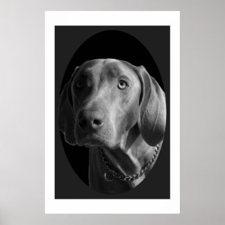 Weimaraner – Intense (Black & White)	 Poster