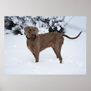 Weimaraner Male Dog In Winter Poster