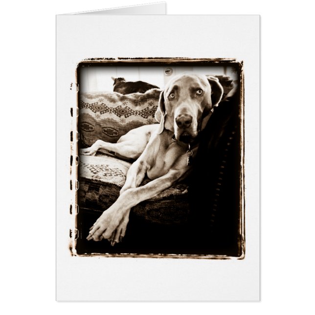 Weimaraner Nation : "Ballou's Chair" (Front)