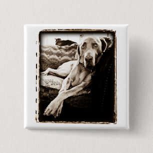 Weimaraner Nation : Ballou's Chair 15 Cm Square Badge