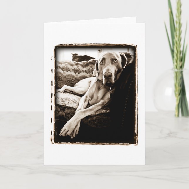 Weimaraner Nation : "Ballou's Chair" Card (Front)
