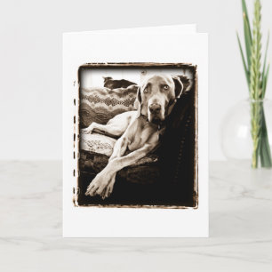 Weimaraner Nation "Ballou's Chair" Card