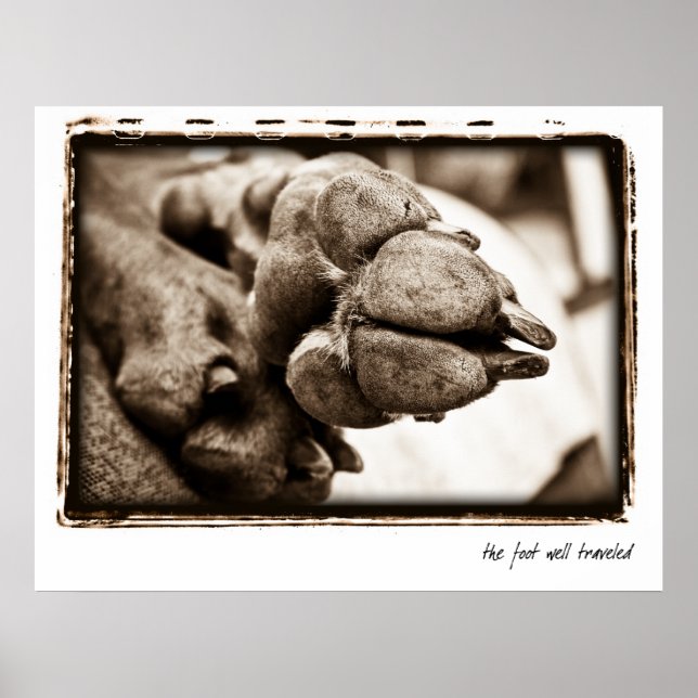 Weimaraner Nation : "The Foot Well Traveled" Poster (Front)