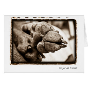 Weimaraner Nation : "The Foot Well Travelled"