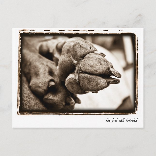 Weimaraner Nation : "The Foot Well Travelled" Postcard (Front)