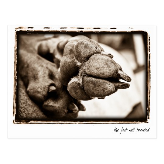 Weimaraner Nation : "The Foot Well Travelled" Postcard