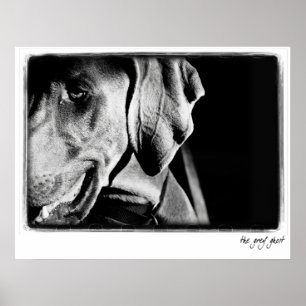Weimaraner Nation : "The Grey Ghost" Print