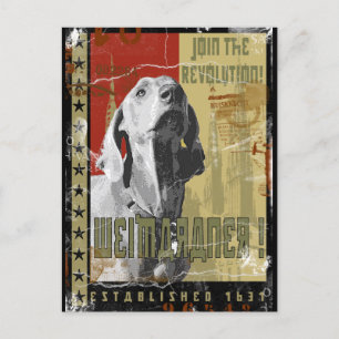 Weimaraner Nation : Vintage Weimaraner! Postcard