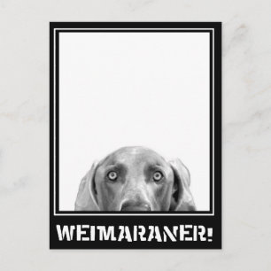 Weimaraner Nation : Weimaraner In A Box! Postcard