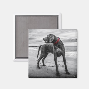 Weimaraner on the Beach Magnet