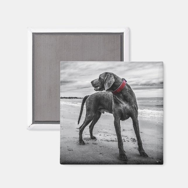 Weimaraner on the Beach Magnet (Front/Back)