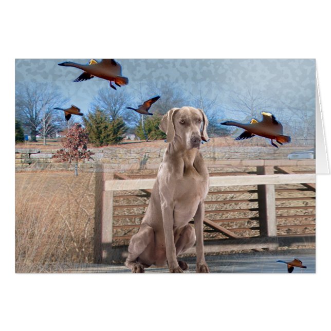 Weimaraner Outdoor Portrait (Front Horizontal)