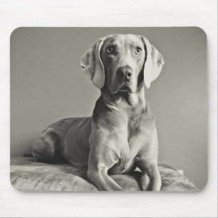 Weimaraner Portrait Mouse Mat