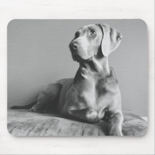 Weimaraner Portrait Mouse Mat