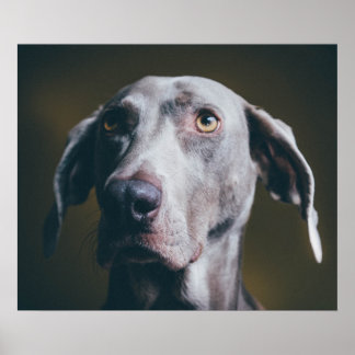 Weimaraner Portrait Poster