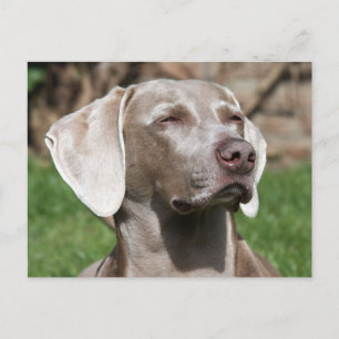 weimaraner postcard