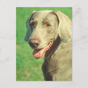 Weimaraner Postcard
