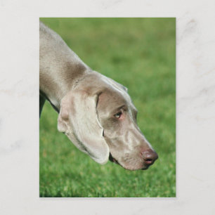 Weimaraner Postcard