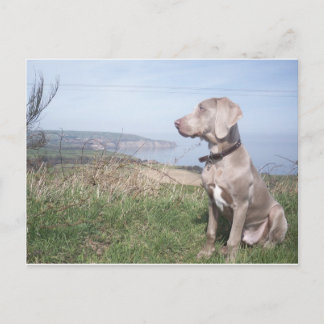 Weimaraner Postcard