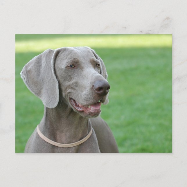 Weimaraner Postcard (Front)