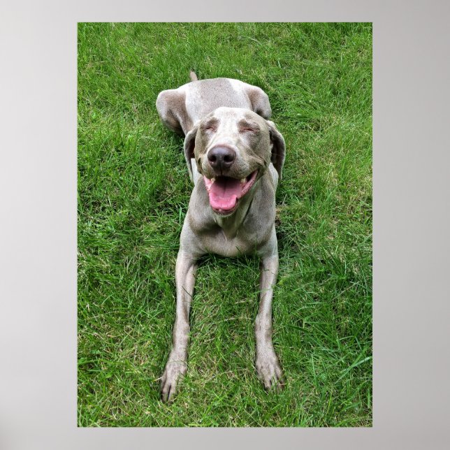 Weimaraner Poster (Front)
