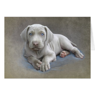 Weimaraner Puppy
