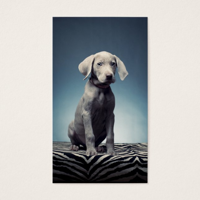 Weimaraner puppy (Front)